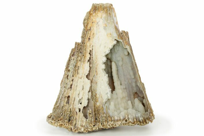 Agate Replaced Fossil Coral - Florida #234371